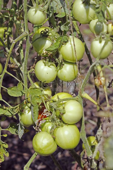 番茄 屬性|番茄 Solanum lycopersicum